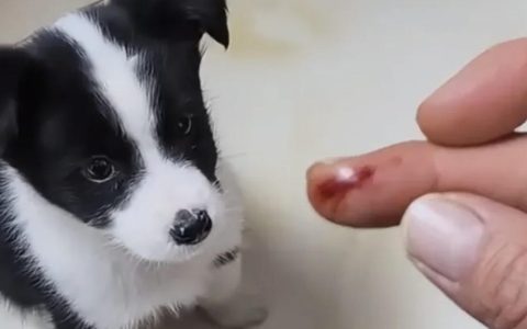 被狗狗爪子和牙齿划破皮需要打狂犬疫苗吗？