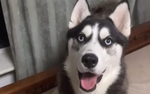 如何给狗狗办证？（狗狗办证流程）