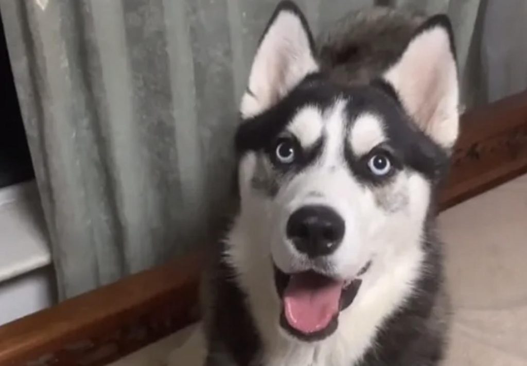 如何给狗狗办证？（狗狗办证流程）