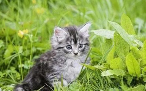 挪威森林猫怎么养？（挪威森林猫饲养方法）