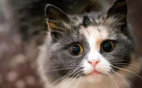 饲养挪威森林猫要注意什么？（挪威森林猫驯养方法）