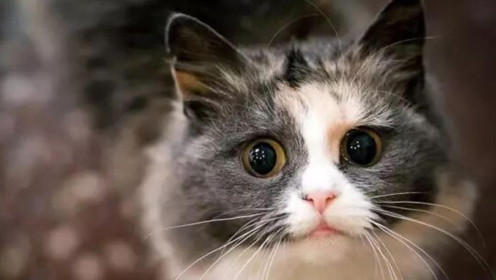 饲养挪威森林猫要注意什么？（挪威森林猫驯养方法）