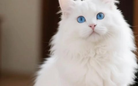 如何去选择适合自己的猫咪？