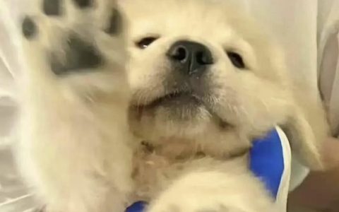 全面了解你家狗狗？73条养狗冷知识