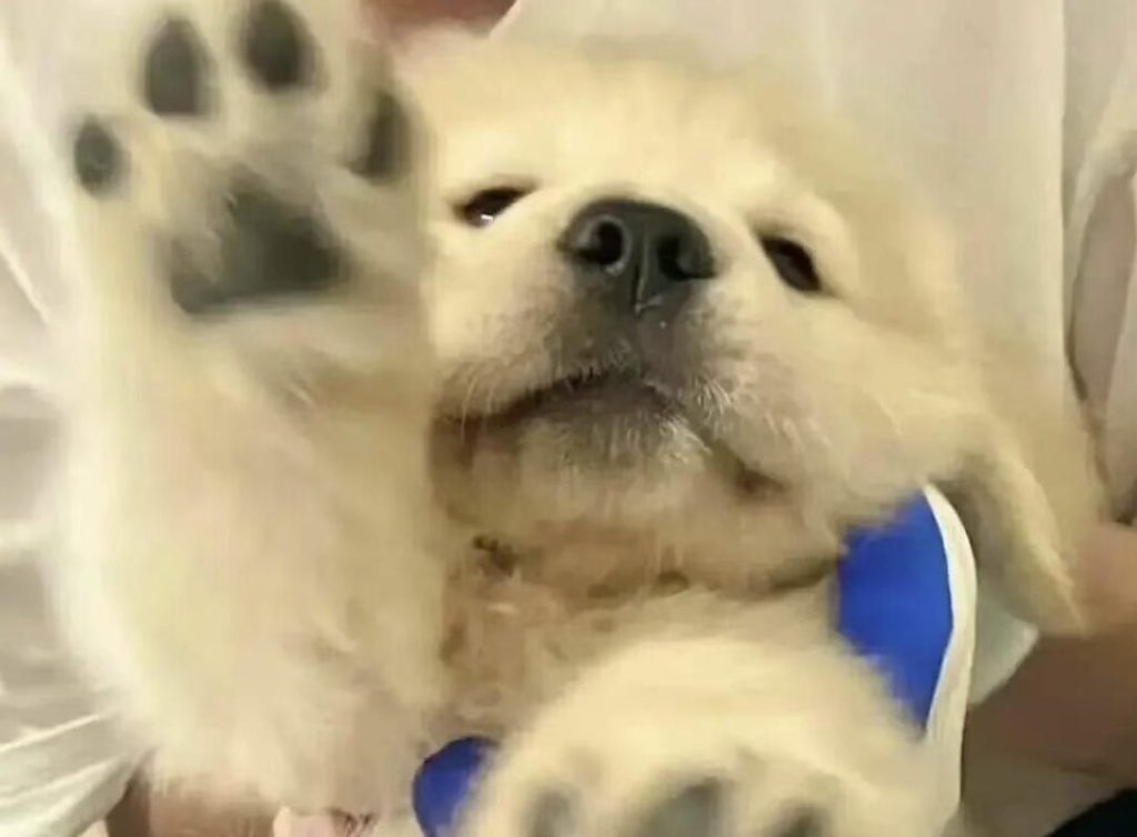 全面了解你家狗狗？73条养狗冷知识