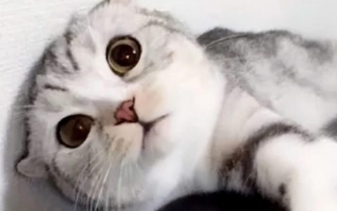 关于猫咪的4个冷门知识（养猫必备冷知识）