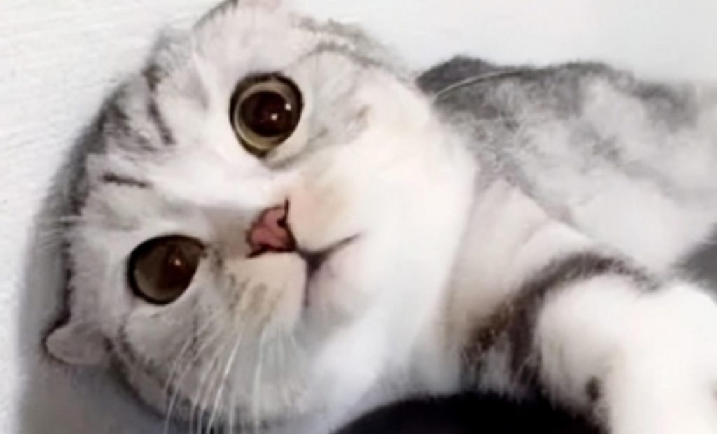 关于猫咪的4个冷门知识（养猫必备冷知识）