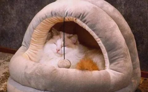 冬季养宠必备：猫咪狗狗冬季防寒注意事项