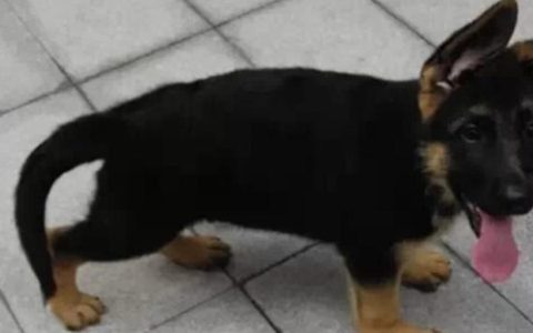 狗狗趴蹄怎么办？（狗狗趴蹄的原因以及护理方法）