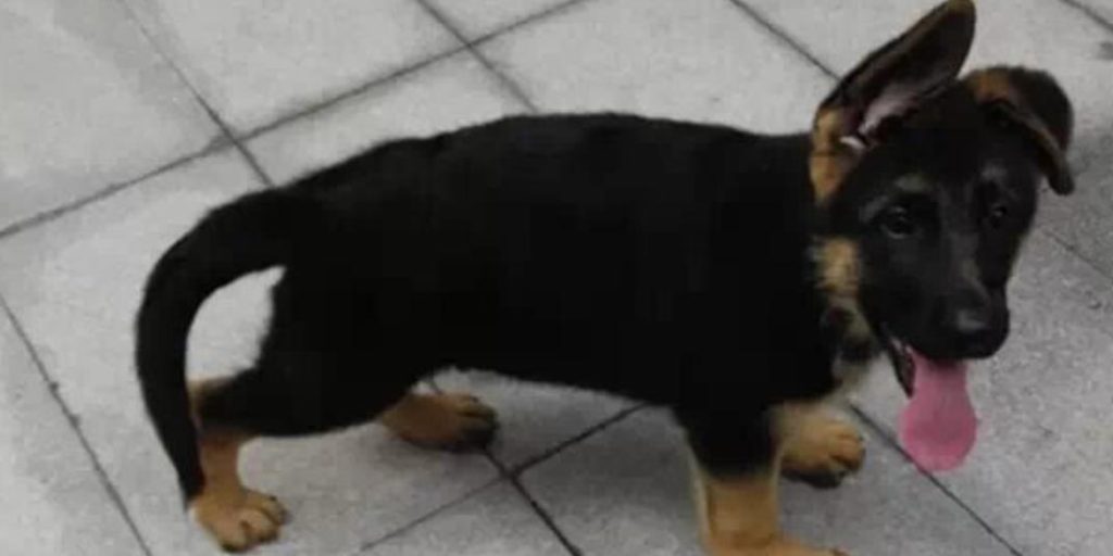 狗狗趴蹄怎么办？（狗狗趴蹄的原因以及护理方法）