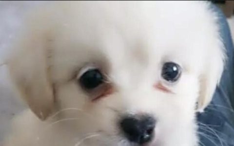 狗狗常见眼部疾病以及治疗方式