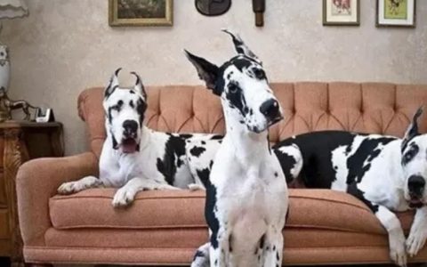 不同体型的狗狗应该怎么进行体型训练？