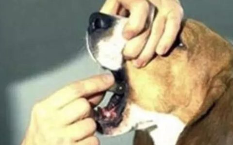 当狗狗被异物卡住喉咙怎么办？