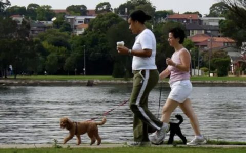 如何带狗狗去散步？（带狗狗散步的正确方法）