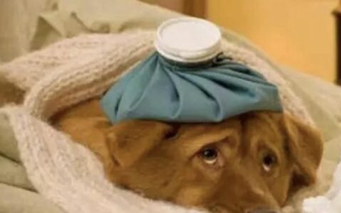 狗狗缺钙会有什么表现？怎样给狗狗补钙？