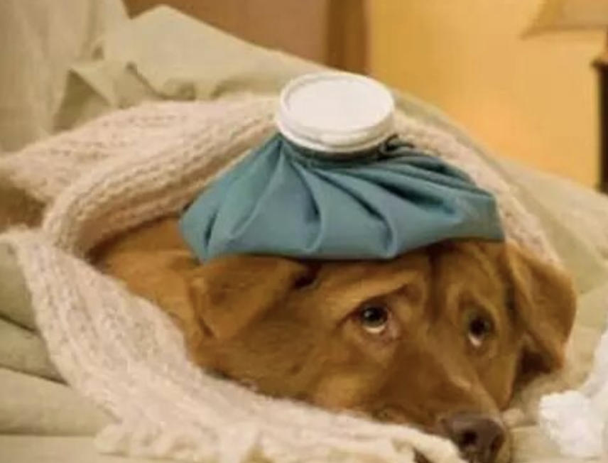 狗狗缺钙会有什么表现？怎样给狗狗补钙？