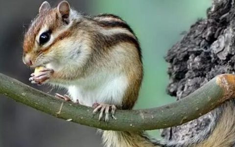 怎么挑选金花松鼠？选购需注意什么事项？