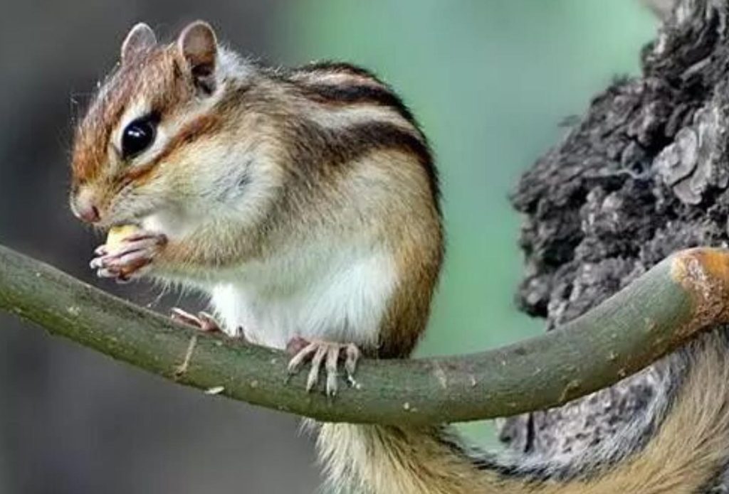 怎么挑选金花松鼠？选购需注意什么事项？