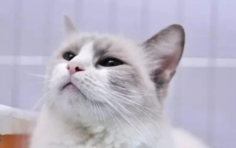 如何选择购买金吉拉猫？（金吉拉猫购买技巧）