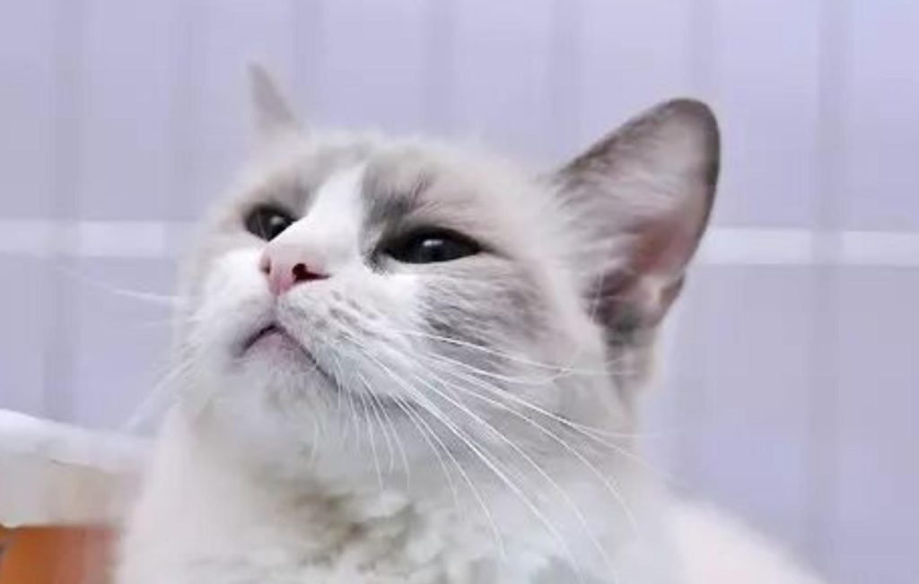 如何选择购买金吉拉猫？（金吉拉猫购买技巧）