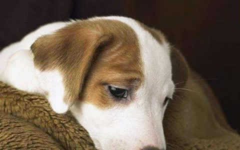 宠物也会贫血吗？狗狗贫血怎么办？