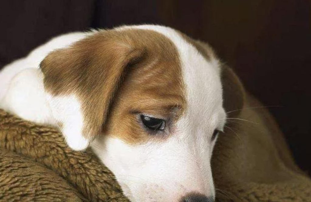 宠物也会贫血吗？狗狗贫血怎么办？