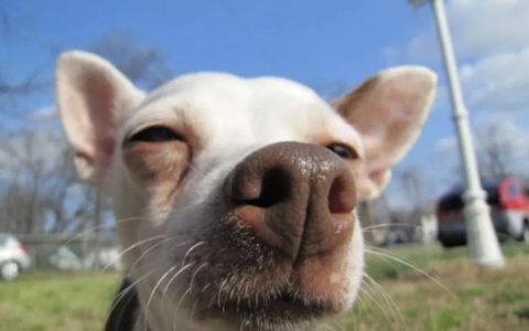 狗狗鼻头掉色是什么原因？（狗狗鼻头掉色怎么办？）