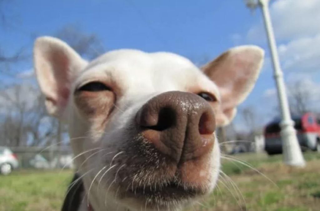 狗狗鼻头掉色是什么原因？（狗狗鼻头掉色怎么办？）