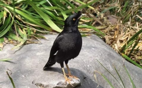 全球十大粘人宠物排行榜，你养过哪种？