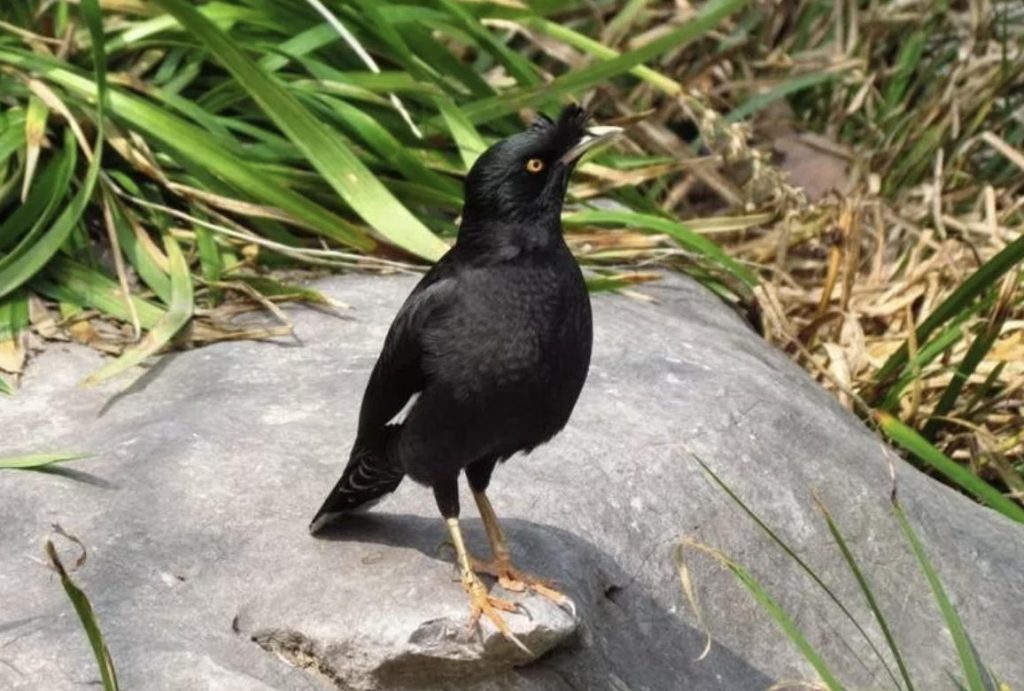 全球十大粘人宠物排行榜，你养过哪种？