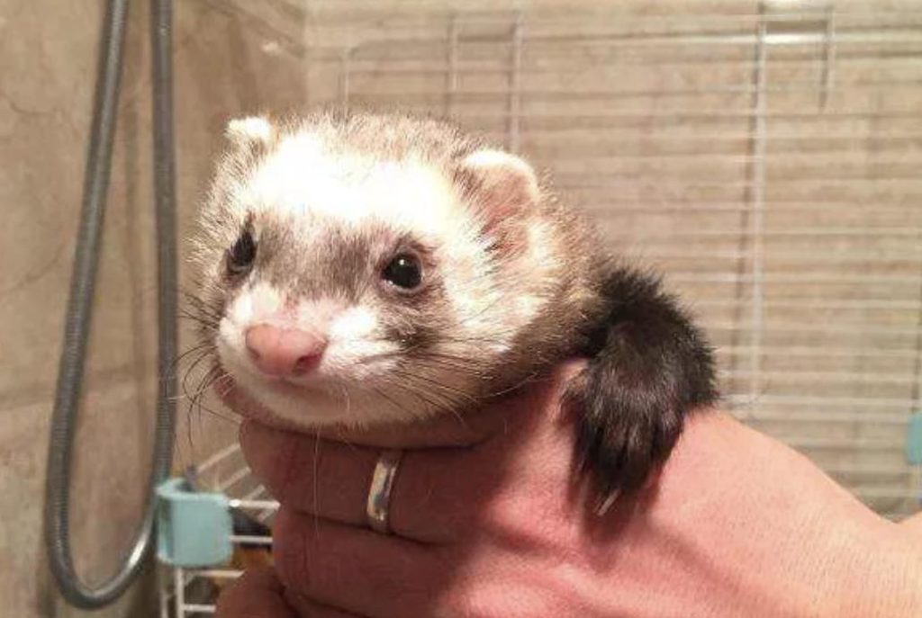 全球十大粘人宠物排行榜，你养过哪种？