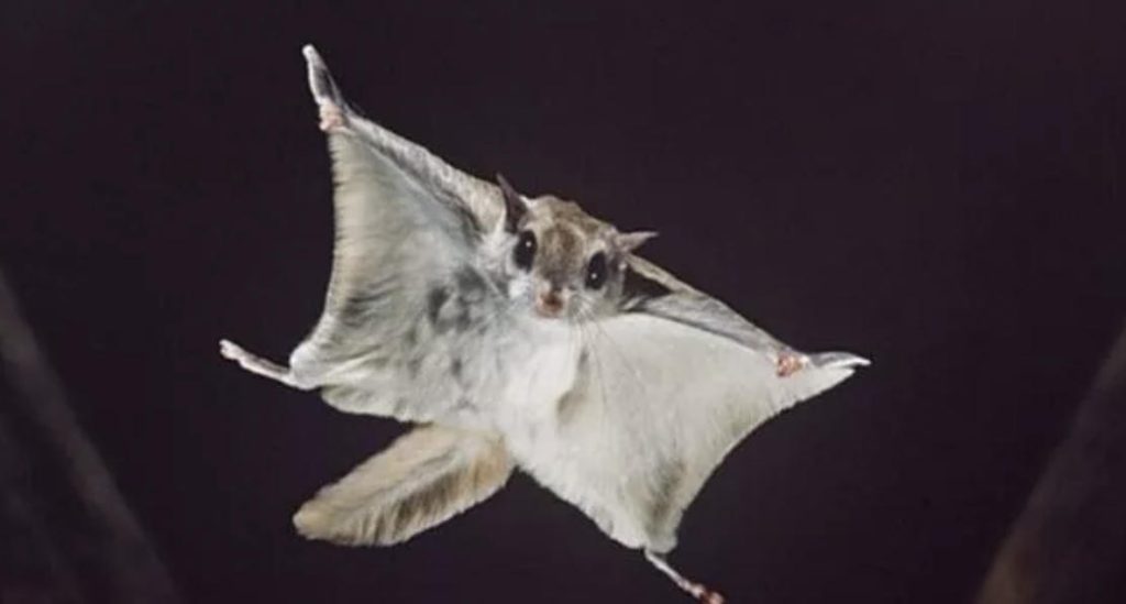 全球十大粘人宠物排行榜，你养过哪种？