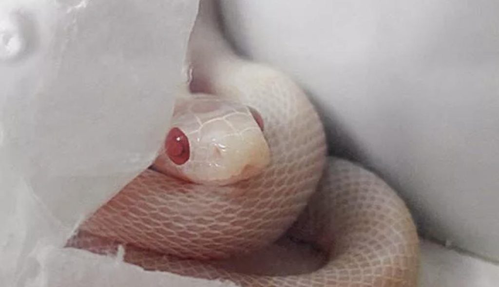 全球十大粘人宠物排行榜，你养过哪种？