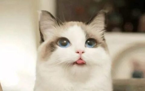 室内养猫的五大禁忌：新手铲屎官必看指南