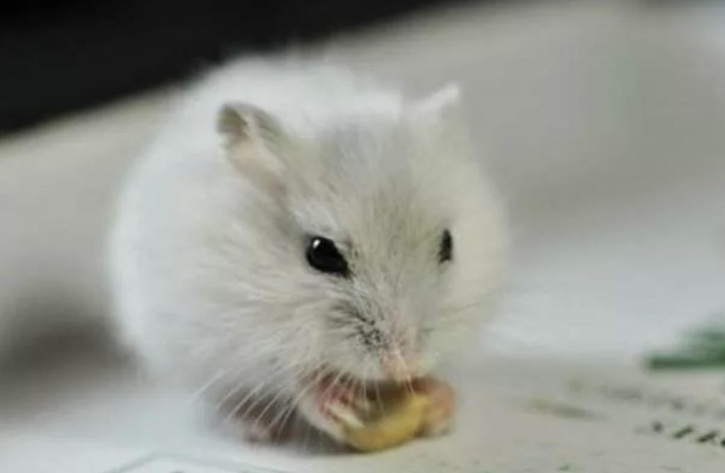 全球十大粘人宠物排行榜，你养过哪种？