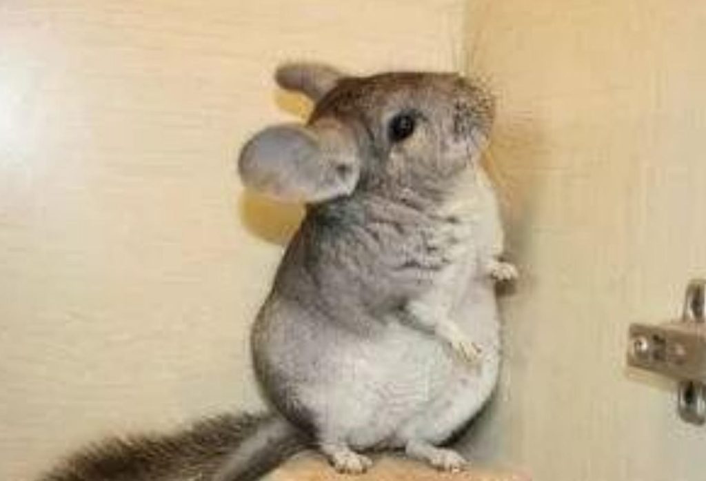 全球十大粘人宠物排行榜，你养过哪种？