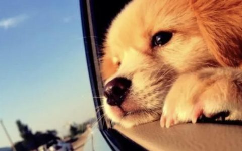 长期不溜狗，把狗狗关在家里会有什么危害?