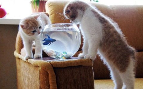 新手养猫必备：如何让新旧猫咪和平相处？