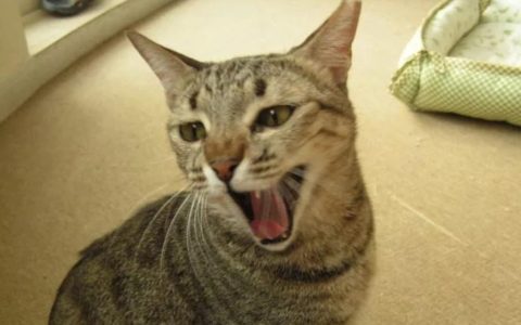 新手养猫攻略：如何缓解猫咪在陌生环境中的兴奋？