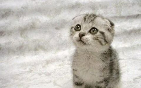 新手养猫技巧：如何让猫咪记住自己的名字？