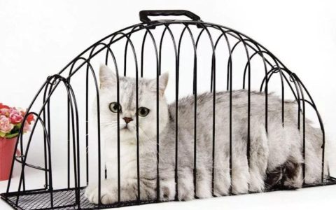新手养猫攻略：如何让猫咪适应猫笼？