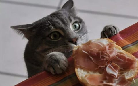 新手养猫必备：如何纠正猫咪偷嘴的不良习惯？