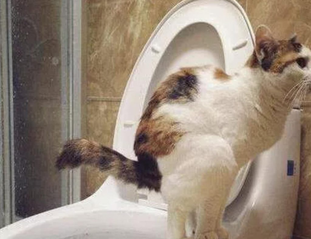 新手养猫必备：如何训练猫咪如何使用马桶？