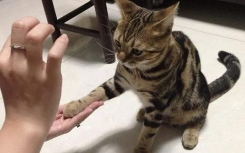 新手养猫必备技巧：如何训练猫咪和你握手？