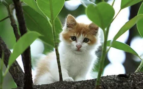 新手养猫必备技巧：如何训练猫咪从高处跳下来？