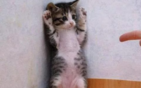 新手养猫必备：如何训练猫咪站起来？