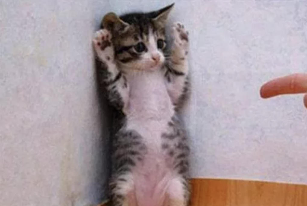 新手养猫必备：如何训练猫咪站起来？