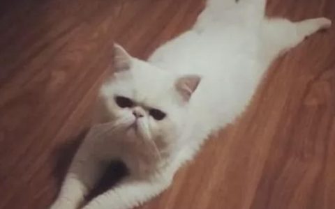 新手养猫必备技巧：如何训练猫咪趴下和起来？