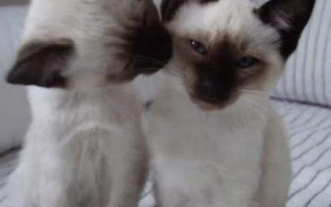 暹罗猫的爪子及眼部该怎么护理？