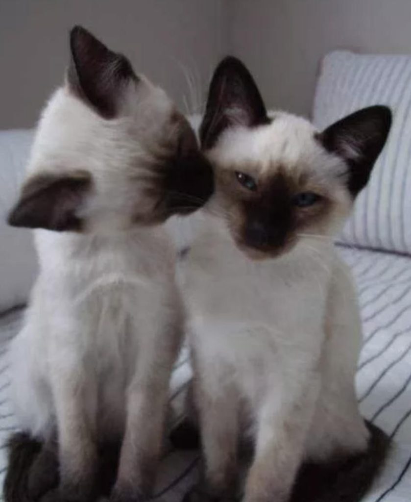 暹罗猫的爪子及眼部该怎么护理？